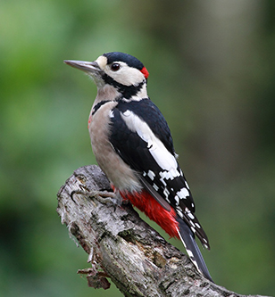 Woodpecker removal in Bloomington