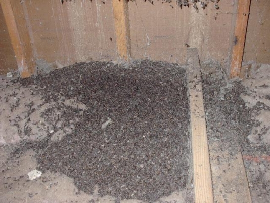 Bat Dropping Cleanup in Bloomington