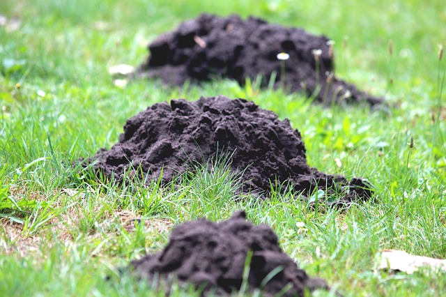 Mole Tunnel in Yard in Bloomington