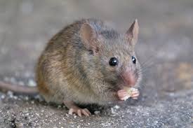 rodent noises in Bloomington