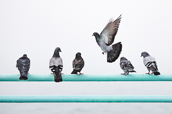 Bird removal services in Bloomington 