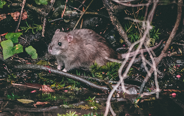 Brown Rat Peeking Out of Moss and Tree Branches
