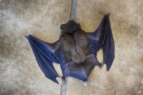 Bat control services in Bloomington