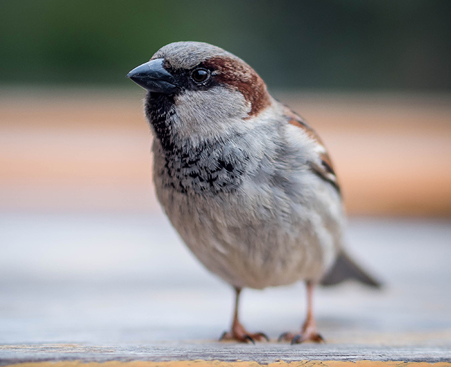 Sparrow removal in Bloomington