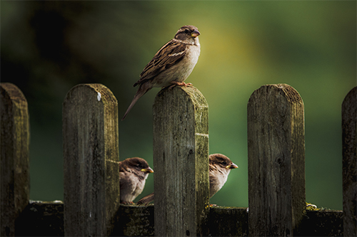 House Sparrows Perched on Wooden Fence, Bird Control Services in Bloomington