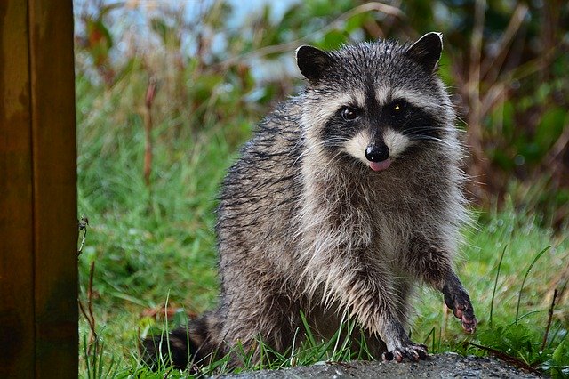 Raccoon control in Bloomington