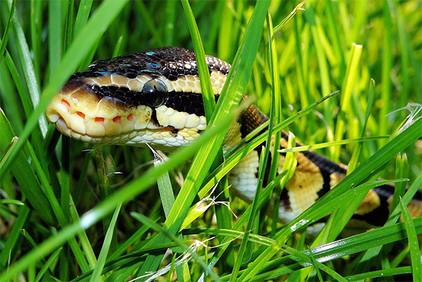 Snake Removal in Bloomington