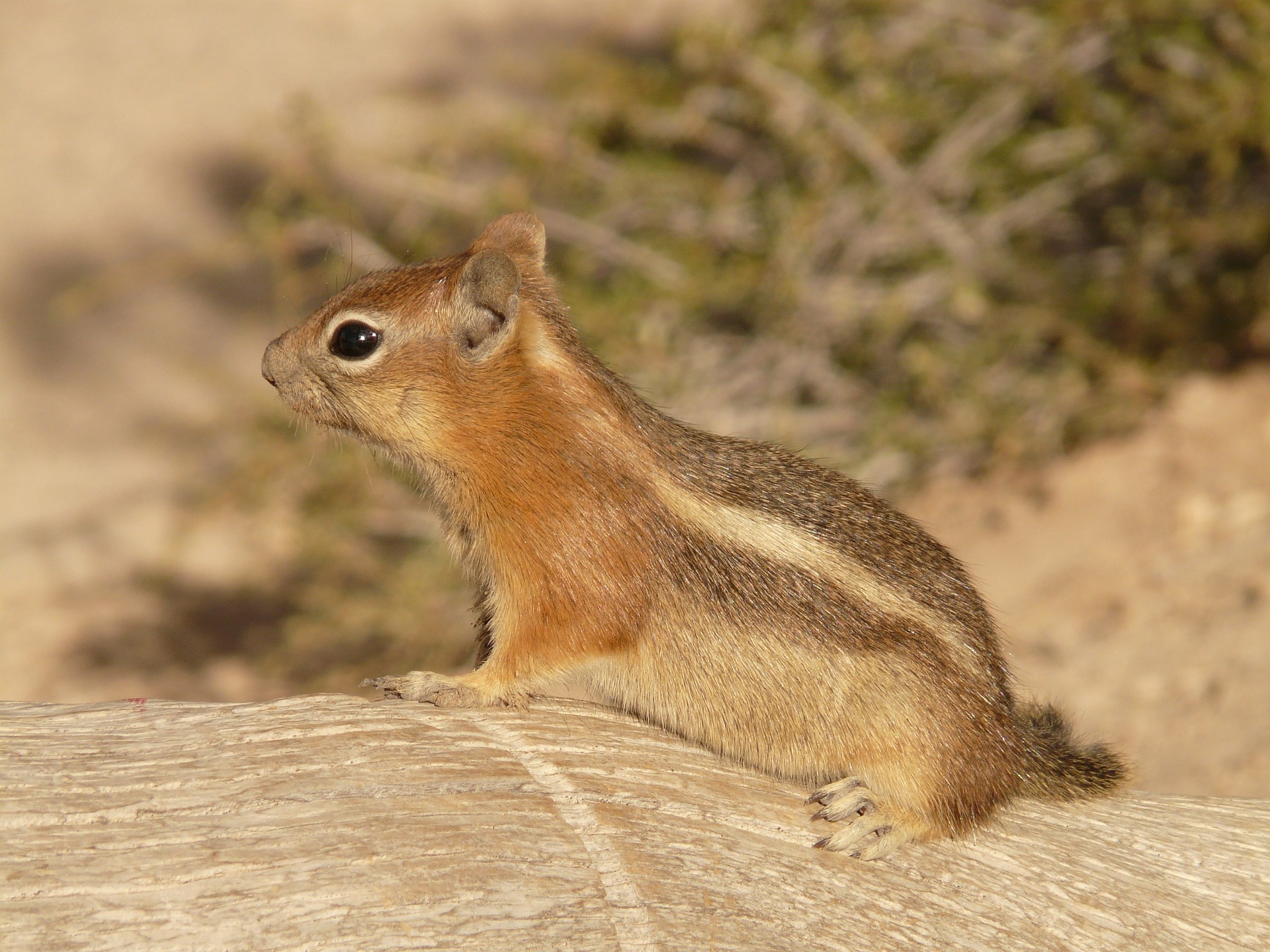 ground squirrel prevention in Bloomington