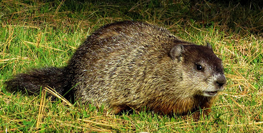 Woodchuck/Groundhog removal in Bloomington