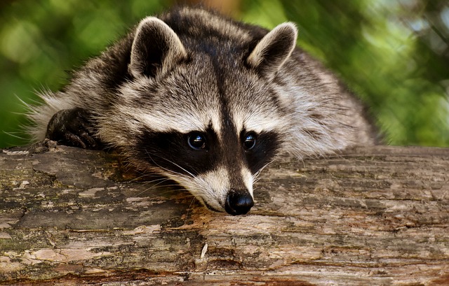 raccoon noises in Bloomington home