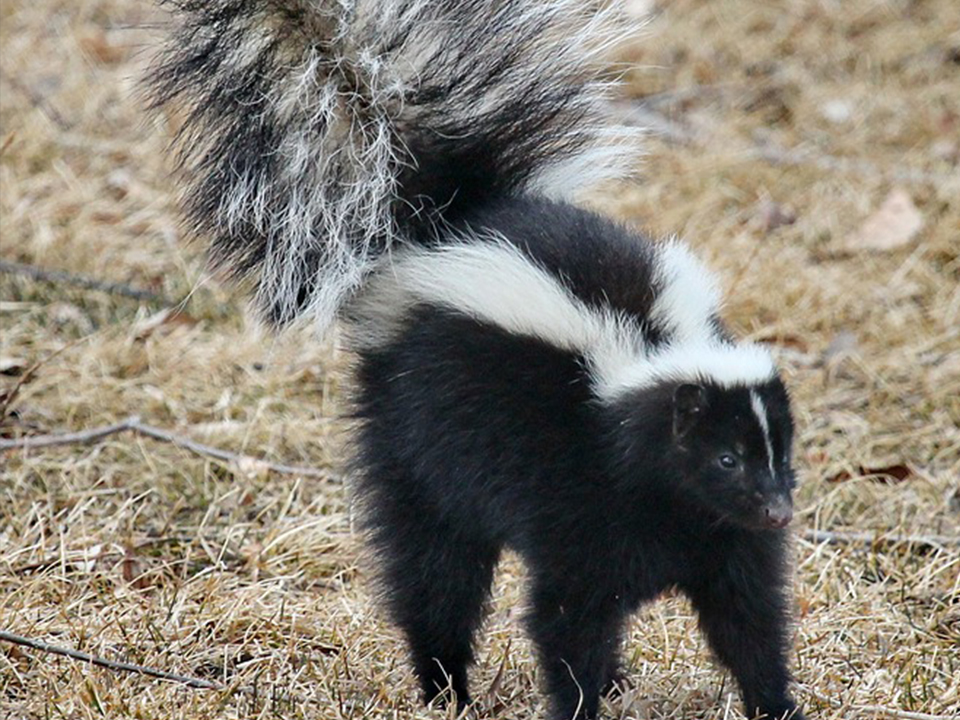 Skunk Removal on Bloomington Property