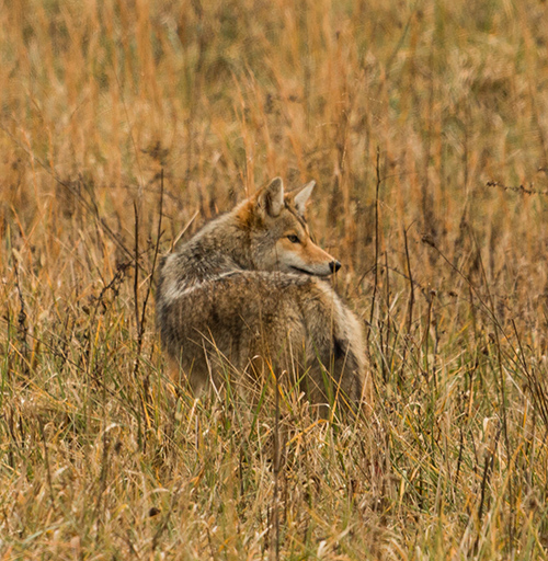 Coyote removal in Bloomington