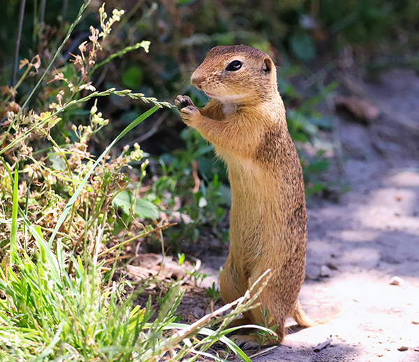 Ground Squirrel removal in Bloomington